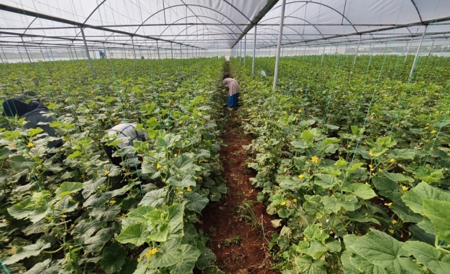Eyyübiye Sera Kent’te büyüme öncesi hazırlık