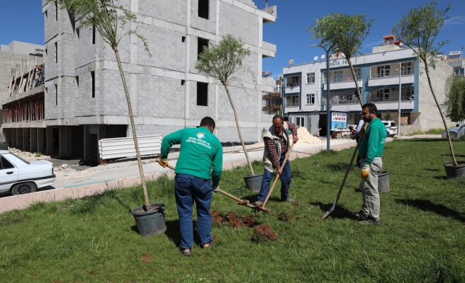 Haliliye Belediyesi parklarda ağaçlandırma çalışması yapıyor