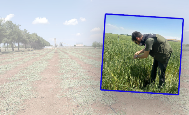Cerylanpınar’da doludan etkilenen tarımsal ürünlerde zarar tespitine başlandı