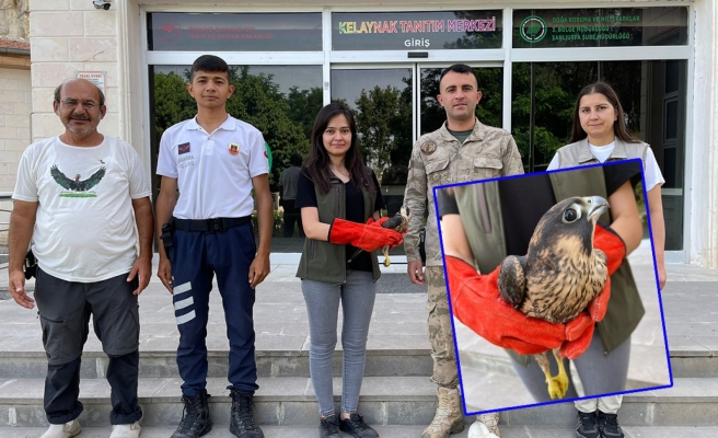 Birecik’te yaralı halde bulunan yavru doğan DKMP ekiplerince tedaviye alındı