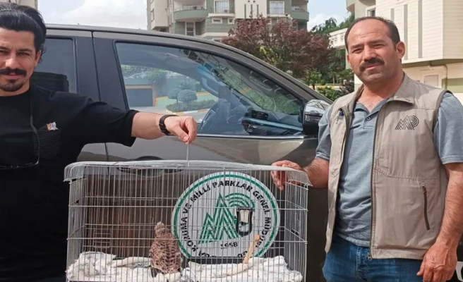 Yavru kerkenez doğada bitkin halde bulundu