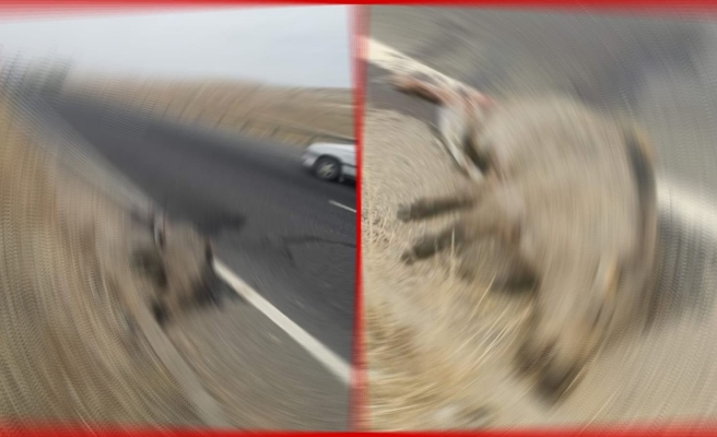 Urfa’da yola çıkan domuza araba çarptı