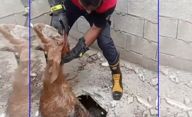 Bozova’da atık giderine düşen keçiyi itfaiye kurtardı