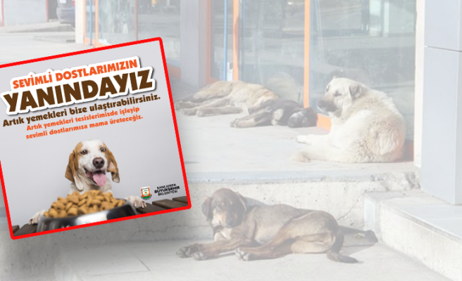 Büyükşehir sokak hayvanlarına mama üretecek