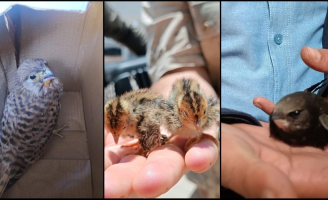 Urfa’da yavru kuşlar doğada bitkin halde bulundu