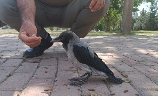 Urfa’da bitkin halde bulunan karga tedaviye alındı