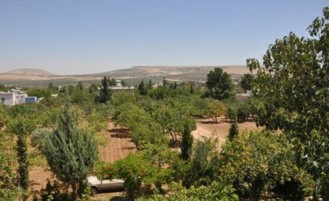 Şanlıurfa'da hazine arazisini satıp bitiren başka köye göz dikiyor