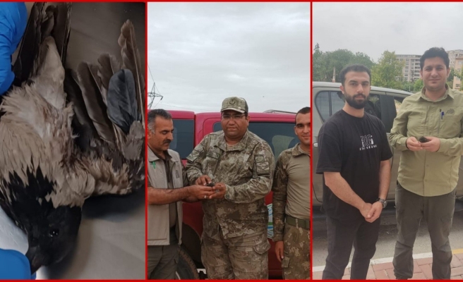 Urfa’da tedavisi tamamlanan kuş doğaya salındı