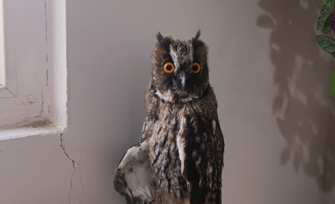 Urfa’da bitkin halde bulunan kulaklı orman baykuşu tedaviye alındı