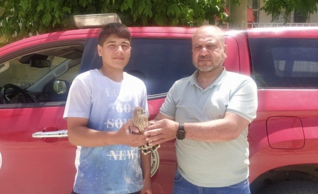 Urfa’da bitkin halde bulunan kerkenez tedaviye alındı