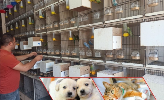 Pet shop işletenler kedi köpek satışlarının internet üzerinden de yasaklanmasını istiyor