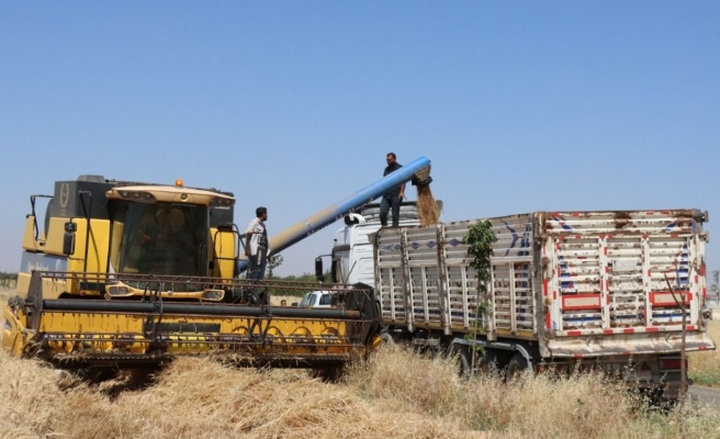 Buğday ve arpa alım fiyatları açıklandı