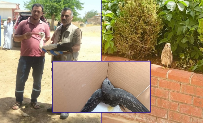 Urfa’da sıcak havada bitkin halde bulunan kuşlar tedaviye alındı