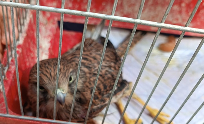 Bitkin halde bulunan kerkenez tedavi edildikten sonra tekrar doğaya bırakılacak