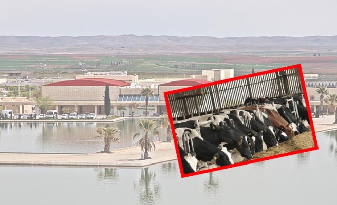 HRÜ tarafından ülke hayvancılığına önemli katkı sunacak proje geliştirildi