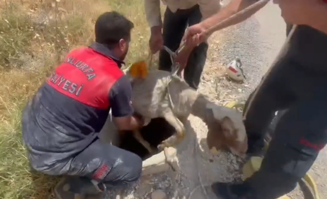Haliliye’de rögara düşen koyun itfaiye ekiplerince kurtarıldı