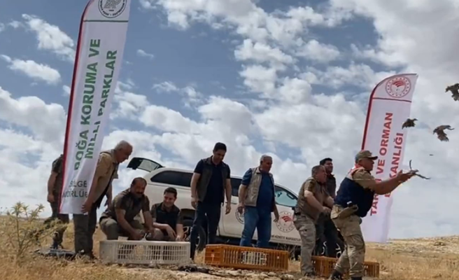 Urfa’da 300 adet kınalı keklik doğaya bırakıldı