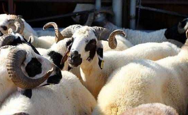 Eyyübiye’de kurban satış ve kesim yerleri belli oldu!