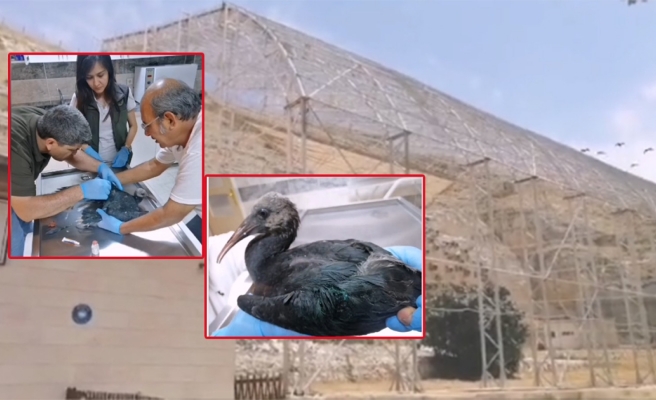 Birecik üreme istasyonundaki yaralı kelaynak yavrusu tedaviye alındı