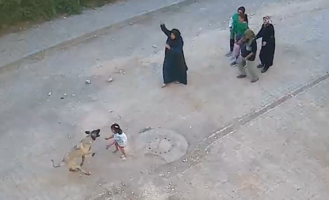 Ceylanpınar’da başıboş sokak köpeği tehlikesi