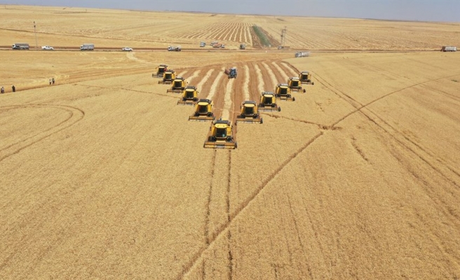 TİGEM Ceylanpınar’daki buğday hasadından 200 bin ton mahsul bekliyor