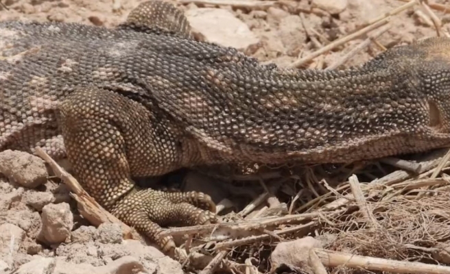 Şanlıurfa'da tedavisi tamamlanan çöl varanı doğaya salındı