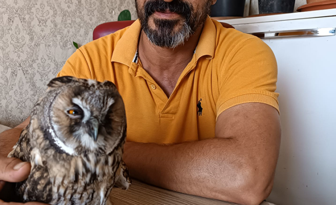 Urfa'da bitkin halde bulunan baykuş tedavi altına alındı