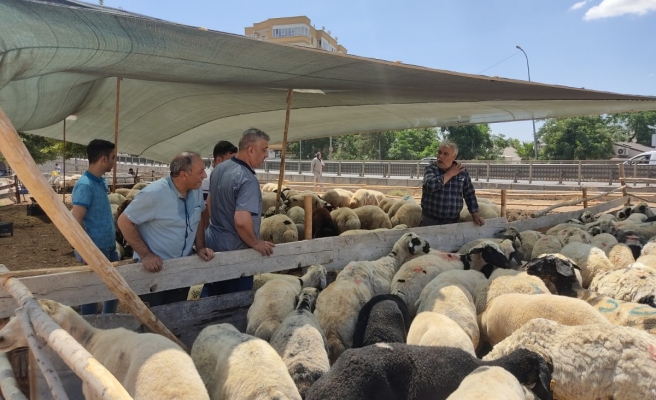 Urfa'da kent merkezine ilk kurbanlıklar gelmeye başladı