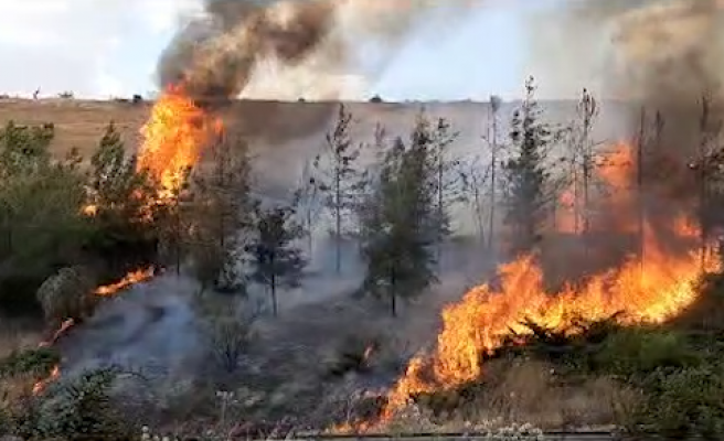 Urfa’da otoyol kenarında otlar ve ağaçlar cayır cayır yandı