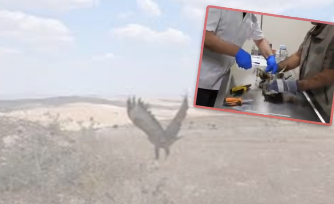 Yaralı Gökdoğan tedavi edildikten sonra doğaya bırakıldı