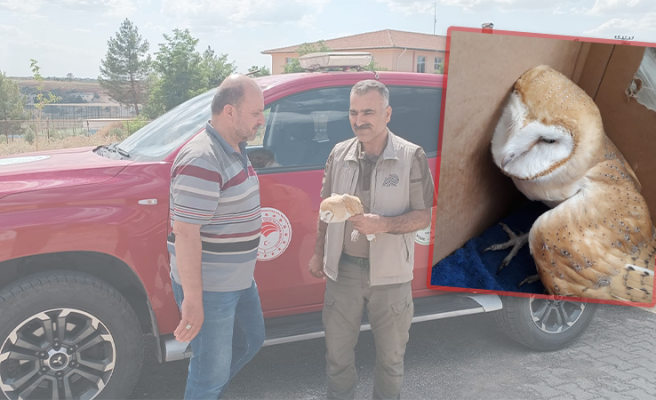 Urfa'da bitkin halde bulunan peçeli baykuş tedavi altına alındı