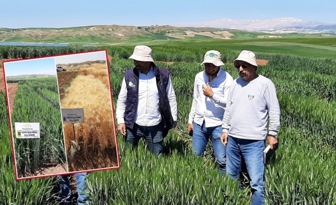 Harran Üniversitesi kuraklığa karşı iki yeni buğday çeşidi geliştirdi