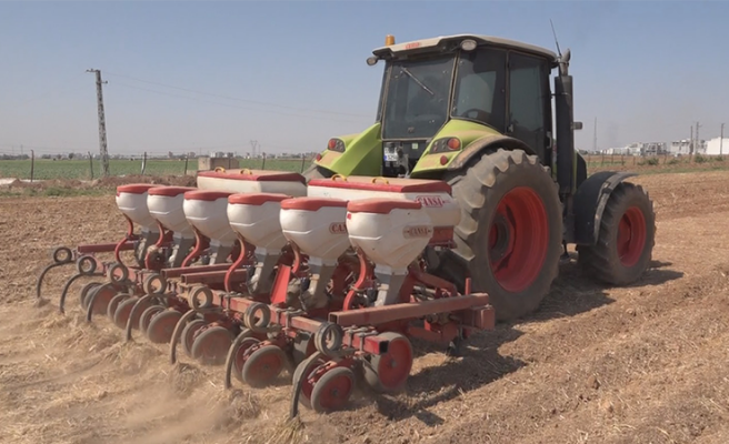 Büyükşehir Belediyesi 250 dekarlık alanda mısır ekimine başladı