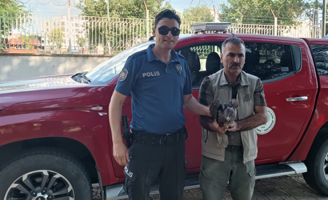 Urfa'da yaralı ve bitkin halde bulunan kızıl şahin tedaviye alındı