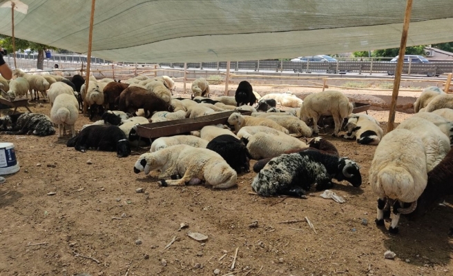 Urfa’da kurbanlıkların canlı kilo fiyatı belli oldu!