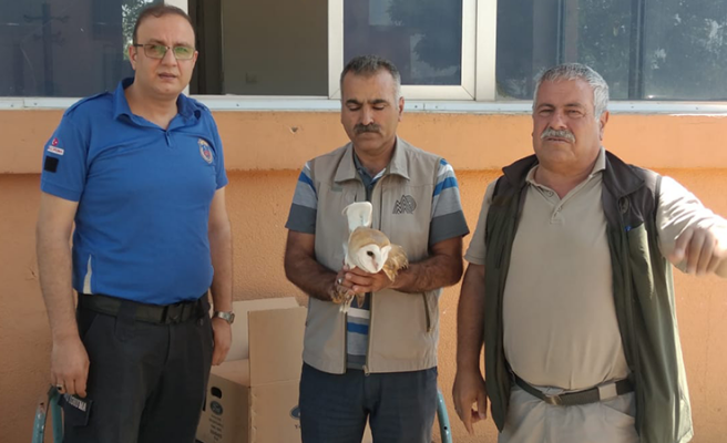 Doğada bitkin halde bulunan peçeli baykuş tedavi altına alındı