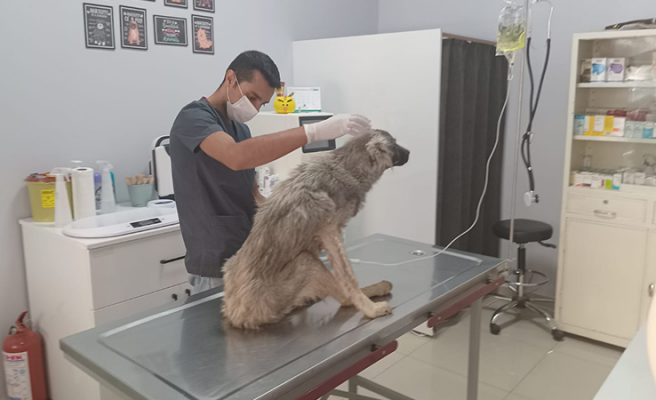 Haliliye’de bitkin düşen köpeğin imdadına belediye ekipleri yetişti