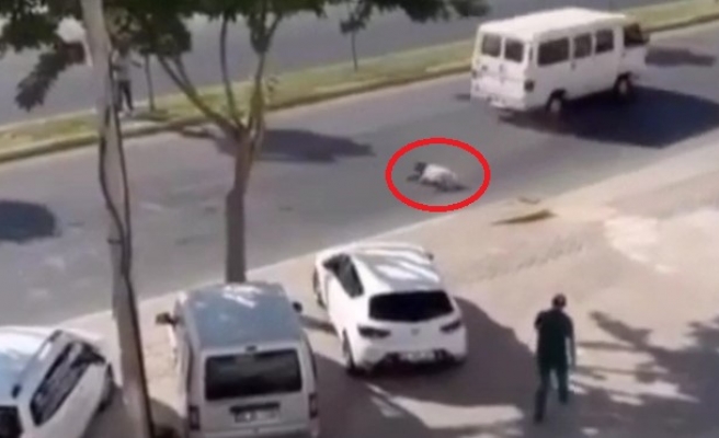 Urfa’da kaçan kurbanlığa minibüs çarptı