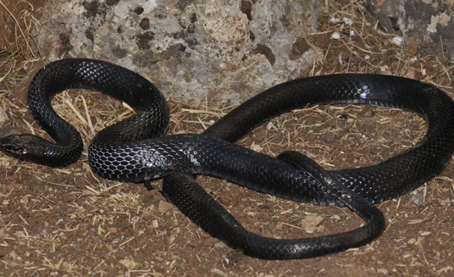 Urfa'da da fazla görülen karayılanın çiftçiye faydalı olduğu bildirildi