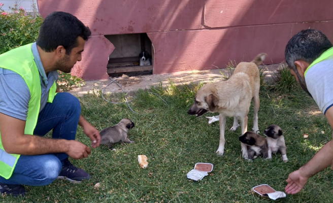 DKMP ekipleri bayramda sokak hayvanlarına mama ve su dağıttı
