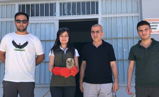 Birecik’te bitkin halde bulunan baykuş tedavi altına alındı