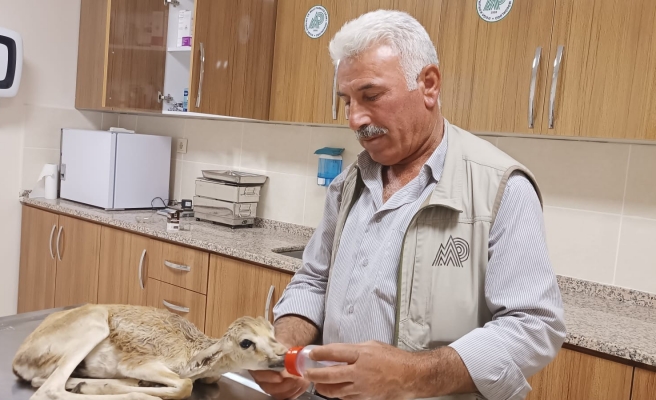 Yaralı halde bulunan ceylan yavrusu tedaviye alındı