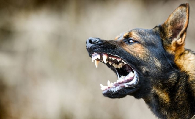 Siverek’te kuduz vakası!