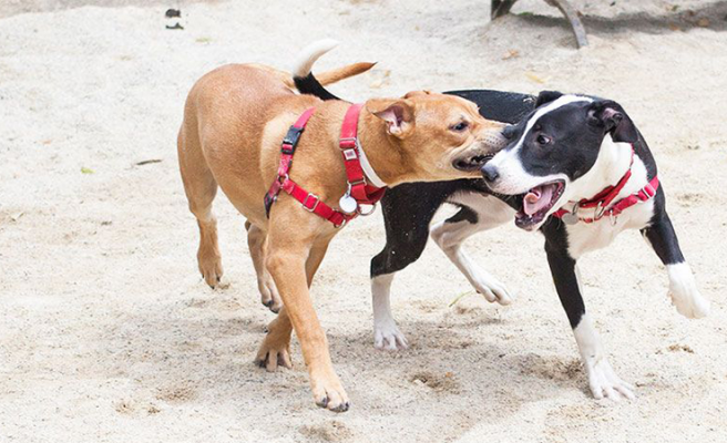 Urfa’da bir ineğin kuduzdan öldüğü iddia edildi