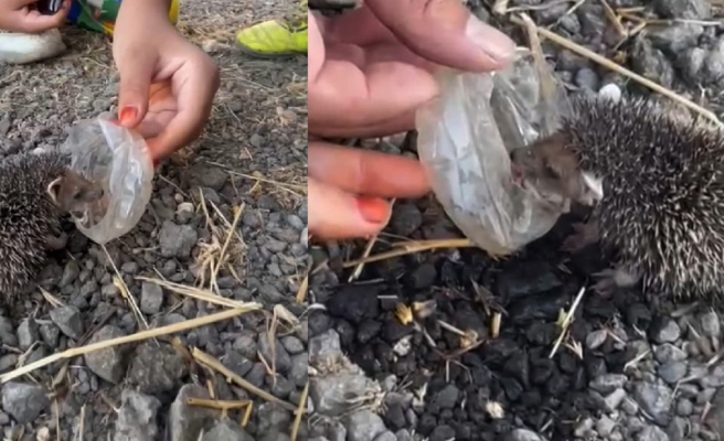 Kavurucu sıcaklar, küçük kirpi ve çocuklar... Günün en güzel videosu