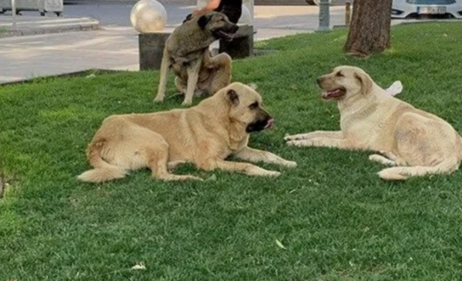 İstanbul'da alınan sokak köpeklerini toplama kararı Urfa için de bekleniyor