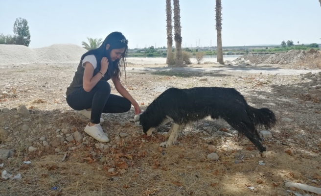 Birecik'te sokak hayvanları unutulmadı