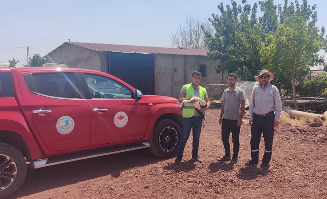 Urfa'da bitkin halde bulunan yavru leylek tedaviye alındı