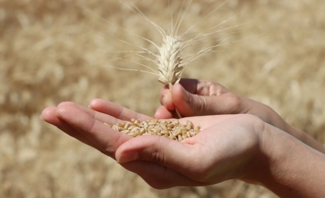 Urfa buğday üretiminde 9. sırada
