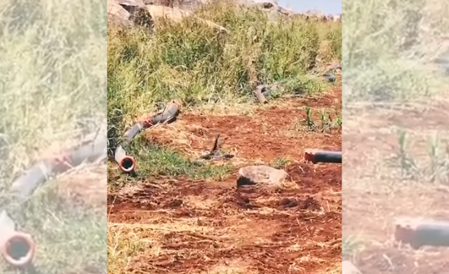 Urfa'da yılanların çiftleşme dansı kameralara yansıdı